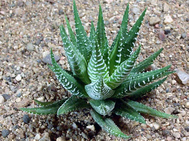 Haworthia stripete