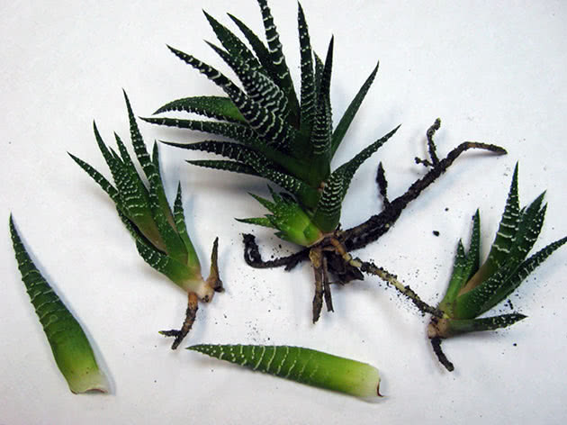 Formering av haworthia ved stiklinger