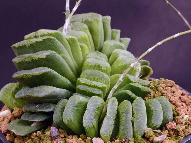 Haworthia truncata