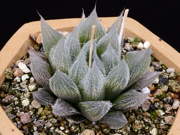 Haworthia cooperi var. venusta