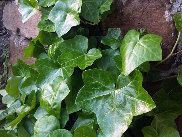 Vanlig eføy / Hedera helix