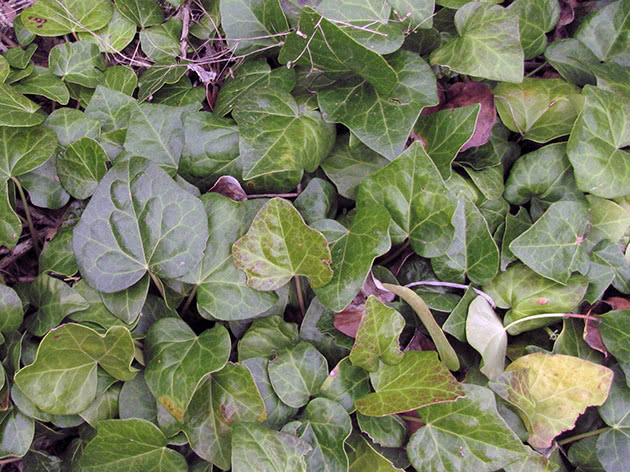 Colchis eføy / Hedera colchica