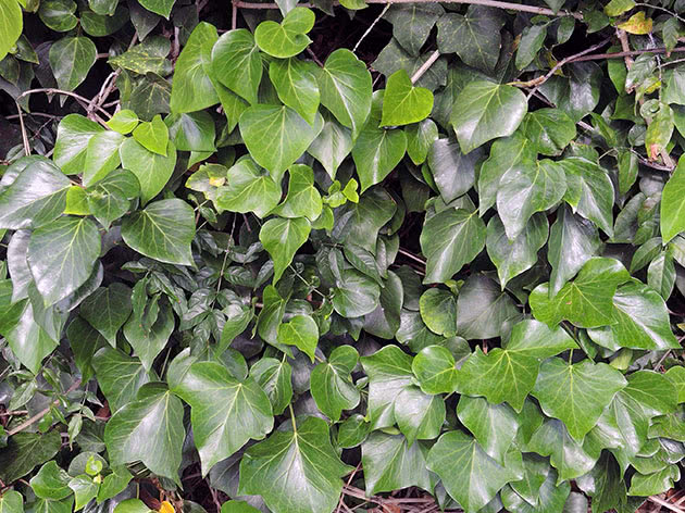 Canary Ivy / Hedera canariensis