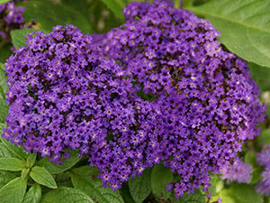 Heliotrope blomst