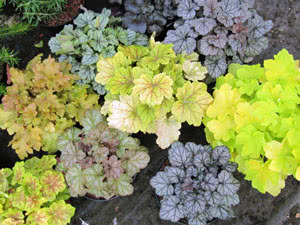 Cvijet Heuchera