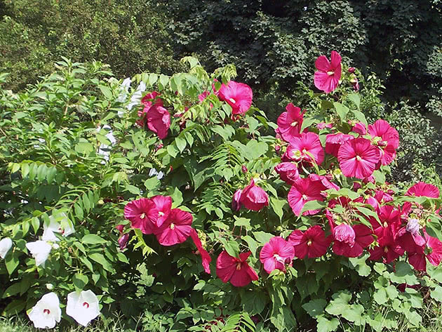 Blomstrende hibiskus i hagen