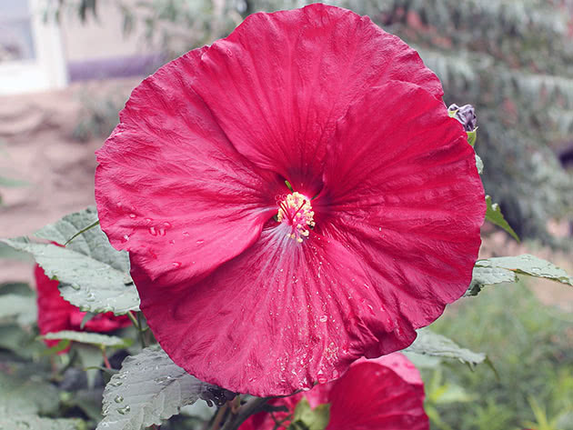 Hibiscus plante