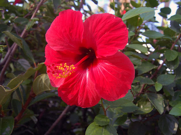 Hibiskus blomst