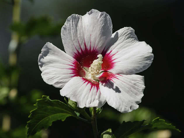 Blomstrende hibiskus