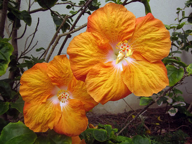 Planting og stell av hibiskus i hagen