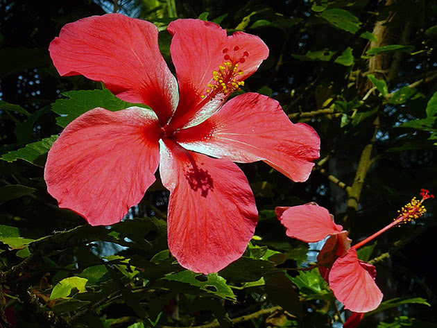 Hvordan blomstrer hagehibiskus