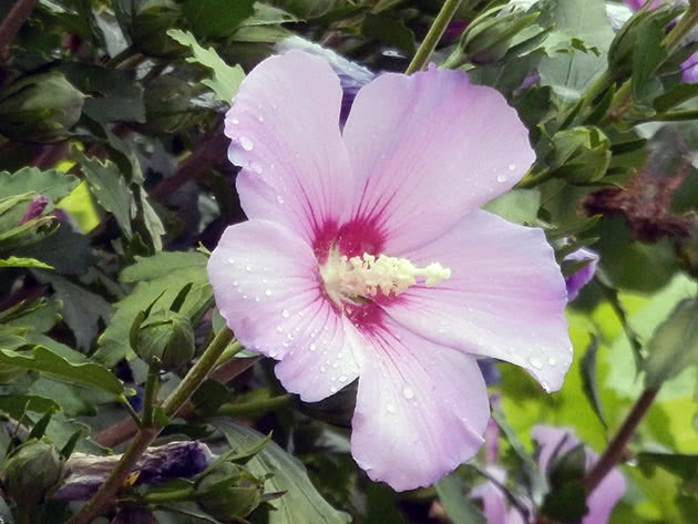 Syrisk hibiskus / Hibiscus syriacus