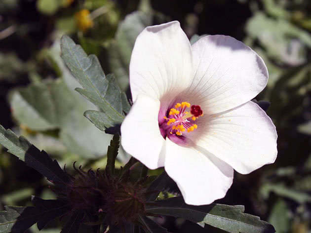 Trifoliate Hibiscus / Hibiscus trionum