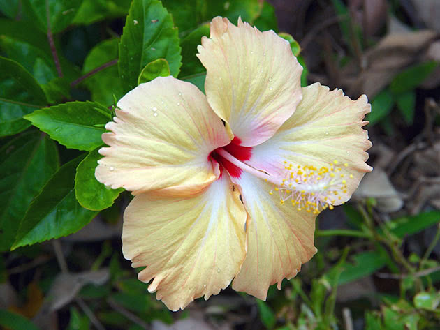 Hibiskus hibrid / Hibiskus hibrida