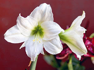 Hippeastrum blomst