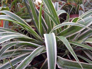 Chlorophytum crested