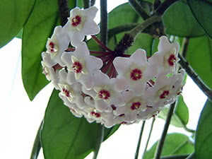 Hoya blomst