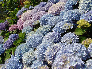 Hortensia