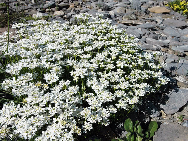 Blomstrende Iberis i hagen