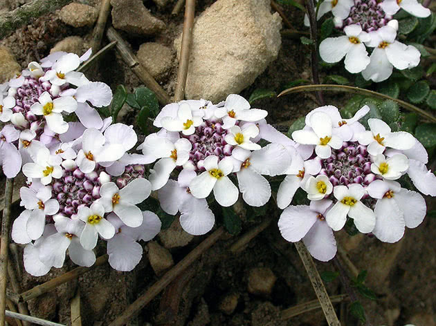 Iberis blomster