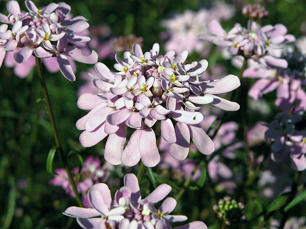 Iberis umbellate / Iberis umbellata