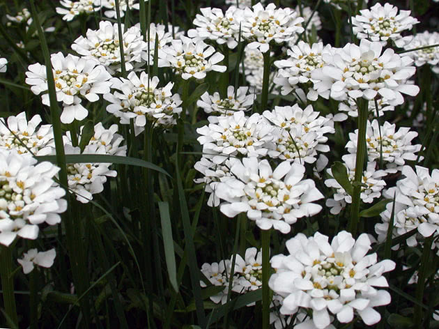 Iberis eviggrønne / Iberis sempervirens