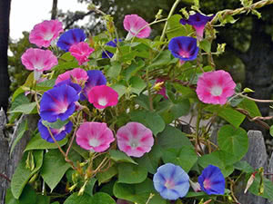 Morning glory flower