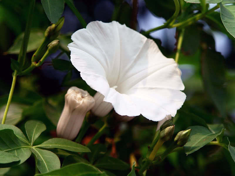 Ipomoea cairica (Ipomoea cairica)