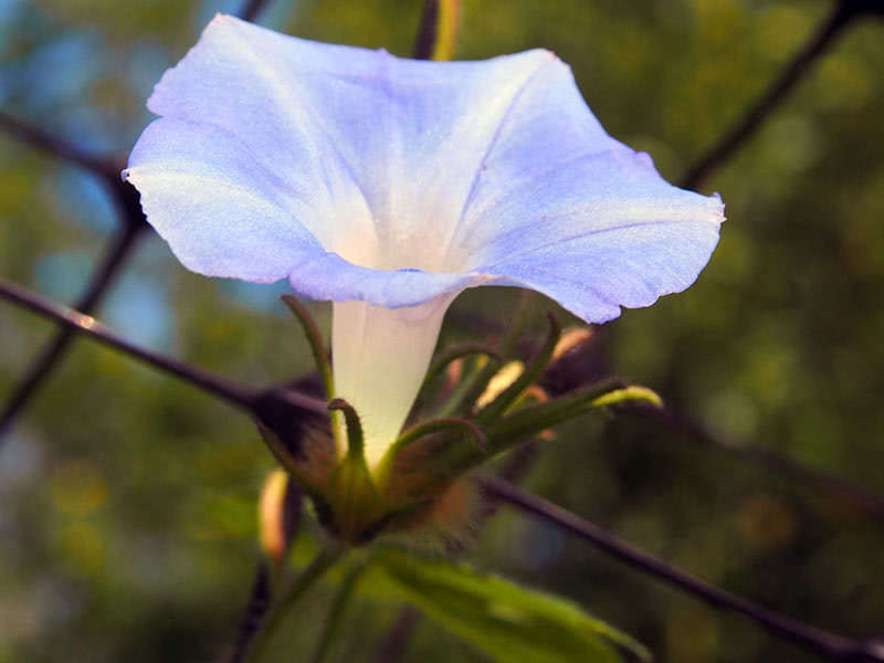 Ipomoea eføy (Ipomoea hederacea)