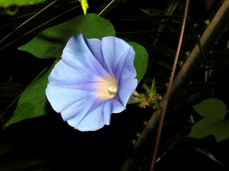 Ipomoea Nil (Ipomoea nil, Ipomoea Іmperialis)