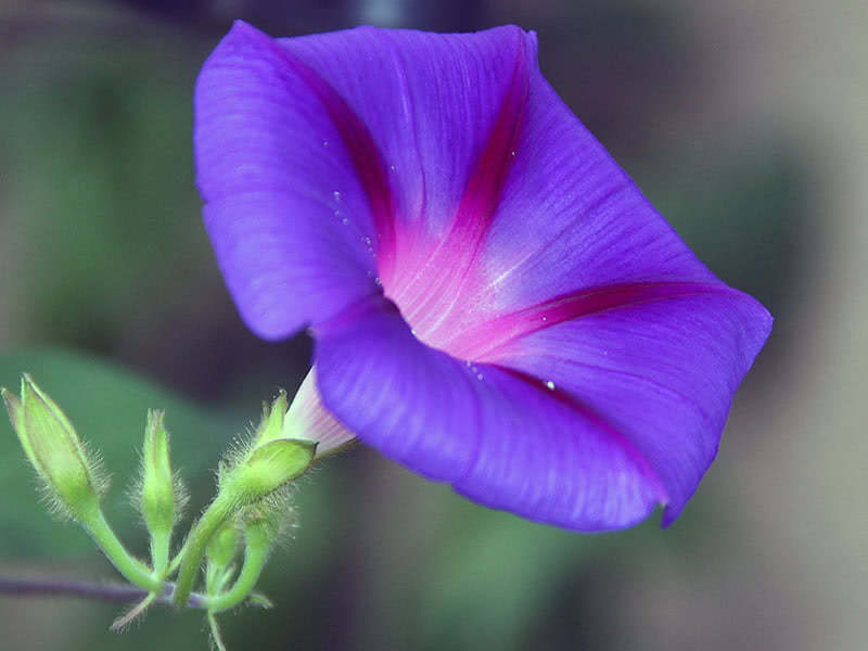 Ipomoea tricolor (Ipomoea tricolor)