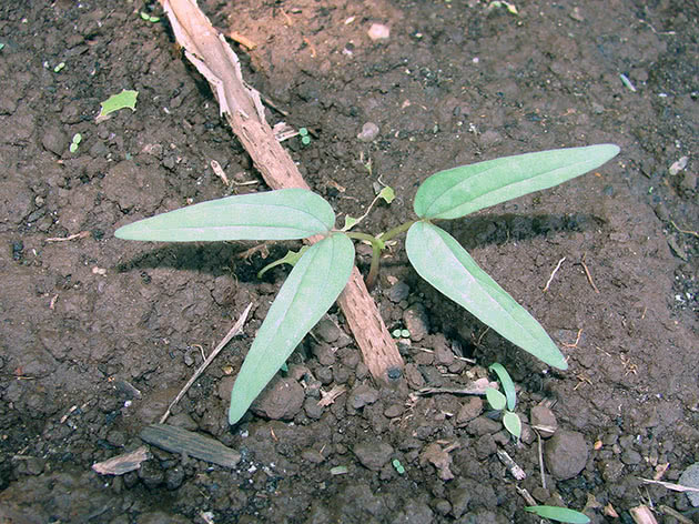 Ipomoea sapling