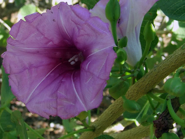 Morning glory flower