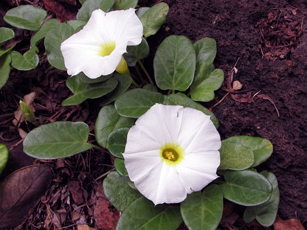 Ipomoea blomster