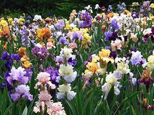 Irises cvijeće