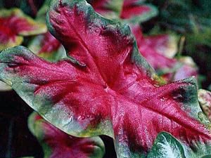 Caladium