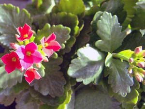 Kalanchoe hjemme