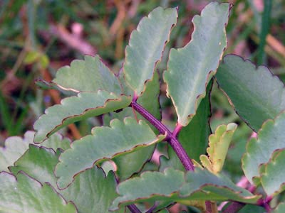 Kalanchoe officinalis