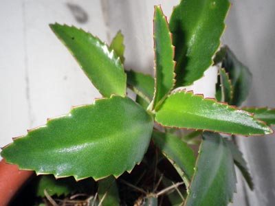 Kalanchoe-helbredelse