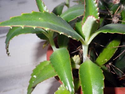 Kalanchoe pernati (ljekoviti)