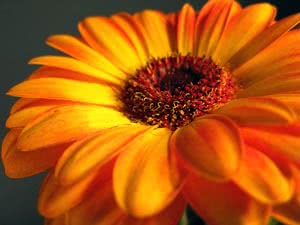 Hjem gerbera