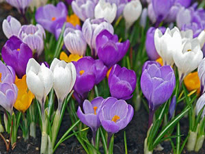 Crocus blomster