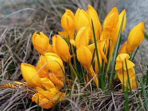 Crocus - njega