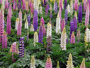 Cvijet lupine