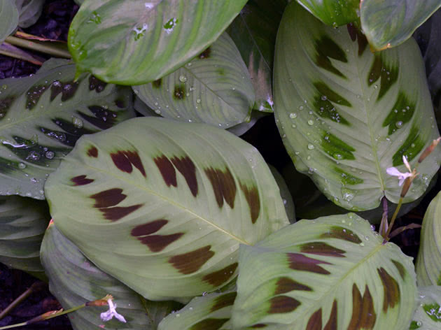 Arrowroot blomster