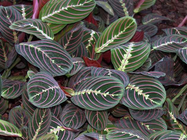 Arrowroot / Maranta leuconeura