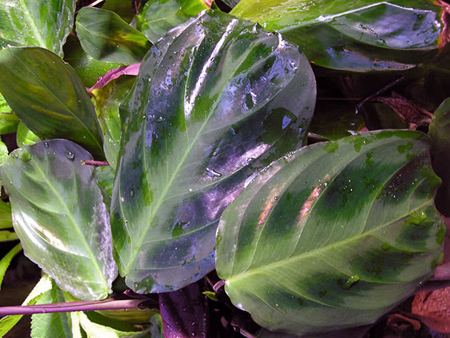 Arrowroot bicolor / Maranta bicolor