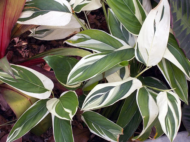 Arrowroot / Maranta arundinacea