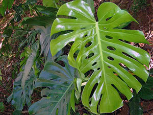 Monstera blomst