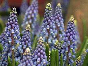 Muscari-blomst